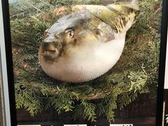 -玄品河豚(那覇國際通里之関)