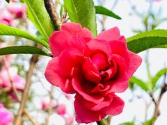 -桃花涧
