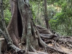-莫里热带雨林景区