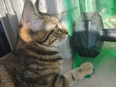 -瑞派康怡24h宠物医院·犬猫医疗中心·微创绝育(瑞景分院)