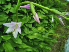 -白塘生态植物园