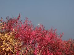 -无锡梅园公园