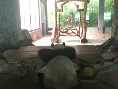 -海南热带野生动植物园