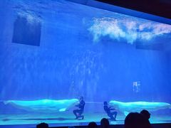 -芜湖新华联大白鲸海洋公园