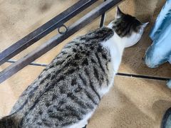 -长润·濑尿烧鹅
