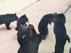 -西霞口神雕山野生动物世界