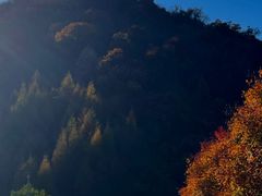 -天女山森林公园