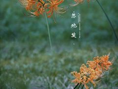 -升仙湖公园