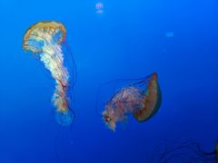 -太平洋海底世界