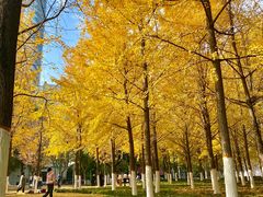 -西北湖绿化广场