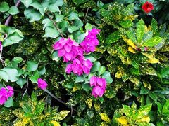 -北海金海湾红树林生态旅游区