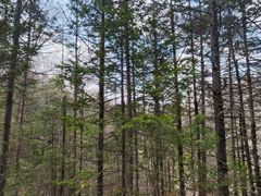 -峡谷浮石林景区