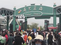 -荷兰花海