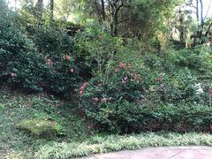 -南山植物园