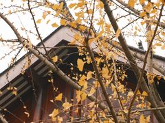 -乐山乌木文化博览苑