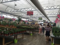 -荷兰花海