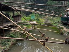 -西双版纳原始森林公园
