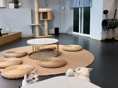 -Heymao猫咖.咖啡厅(东门店)