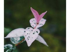 -丽江植物园