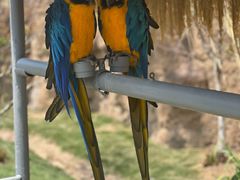 -西霞口神雕山野生动物世界