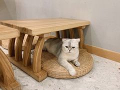 -飞行喵MR PILOT|猫舍·猫咖(静安大融城店)