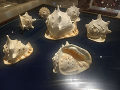 -青岛贝壳博物馆