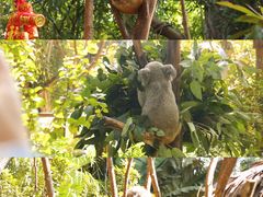 -广州长隆野生动物世界