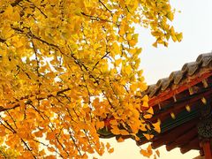 -北京石刻艺术博物馆(五塔寺)