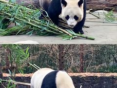 -都江堰中华大熊猫苑