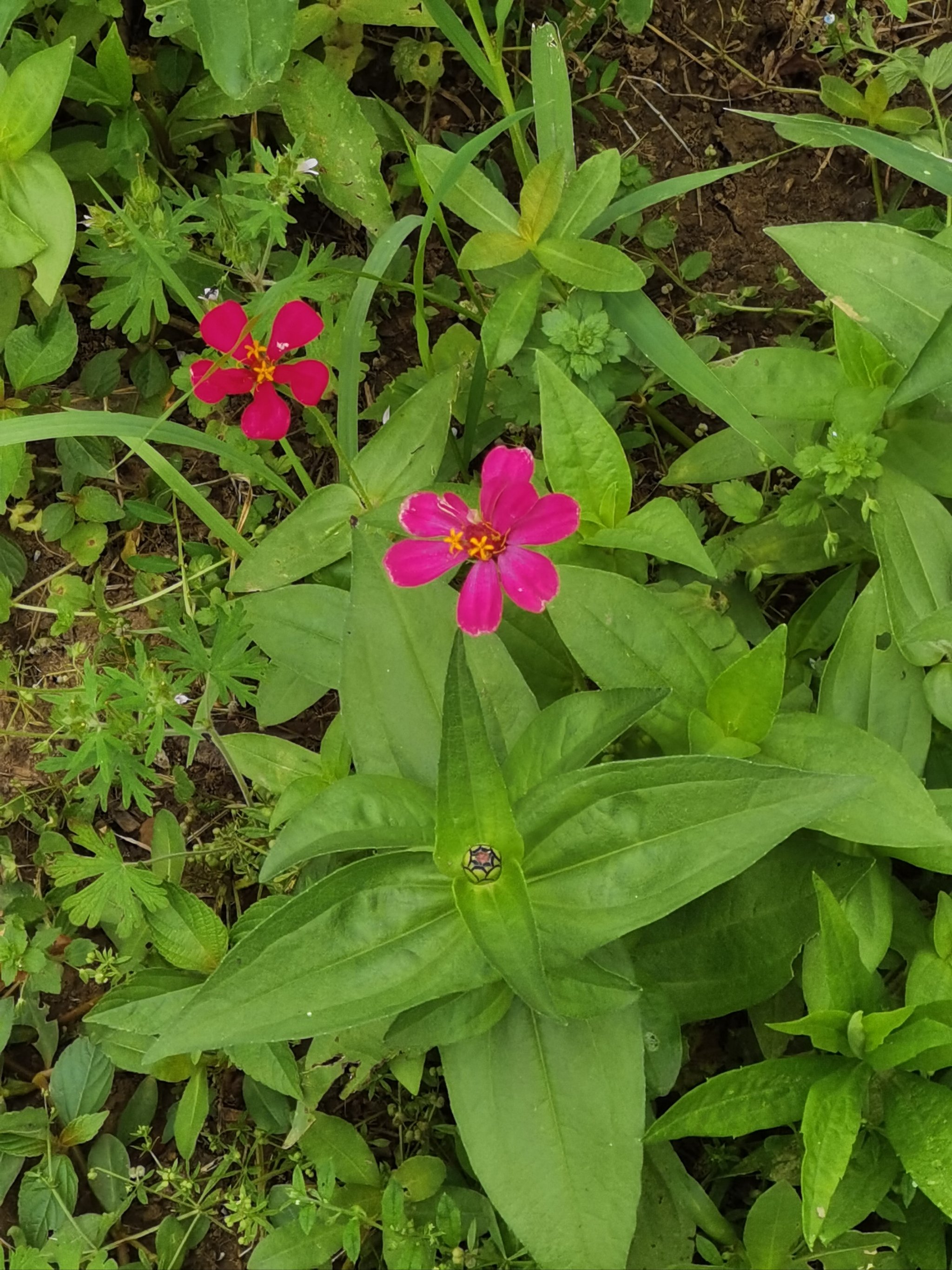 路边像菊花的野花图片