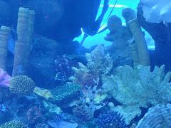 -迪拜水族馆及水下动物园