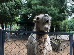 -长白岛森林公园