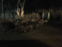 -清迈夜间动物园