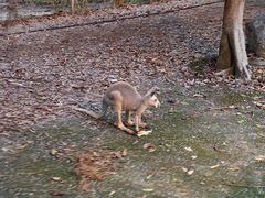-清迈夜间动物园