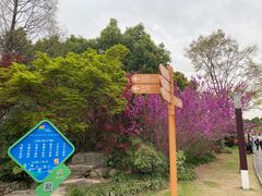 -顾村公园