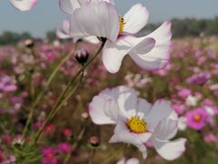-西青郊野公园