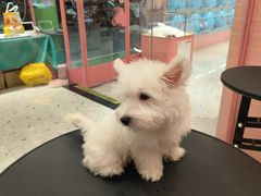 -FAELING PETS美天灵宠物(合生汇店)