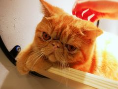 -飞行喵MR PILOT|猫舍·猫咖(静安大融城店)