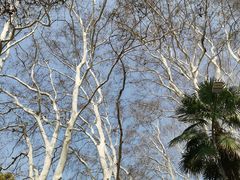 -武汉大学-樱园