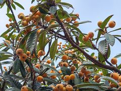 -南阳建业森林半岛假日酒店