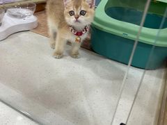 -糯米喵星人总部直营旗舰店·猫舍·幼猫出售