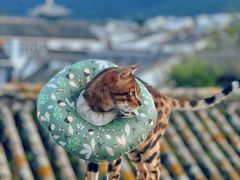 -喵屿·大理花园猫咖