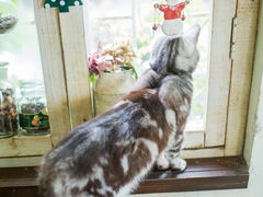 -海边的猫和咖啡馆