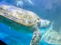 -海合安青岛极地海洋公园