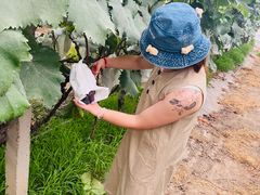 -马陆小张葡萄园农家乐