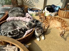 -猫友咖啡店(玉林西路店)