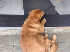 -大邑李记肥肠血旺