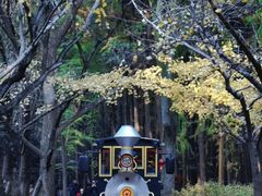 -上海共青森林公园