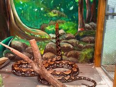 -上海大自然野生昆虫馆(东方明珠·爬宠昆虫探索中心)