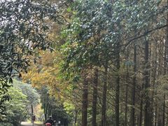 -桤木河湿地公园